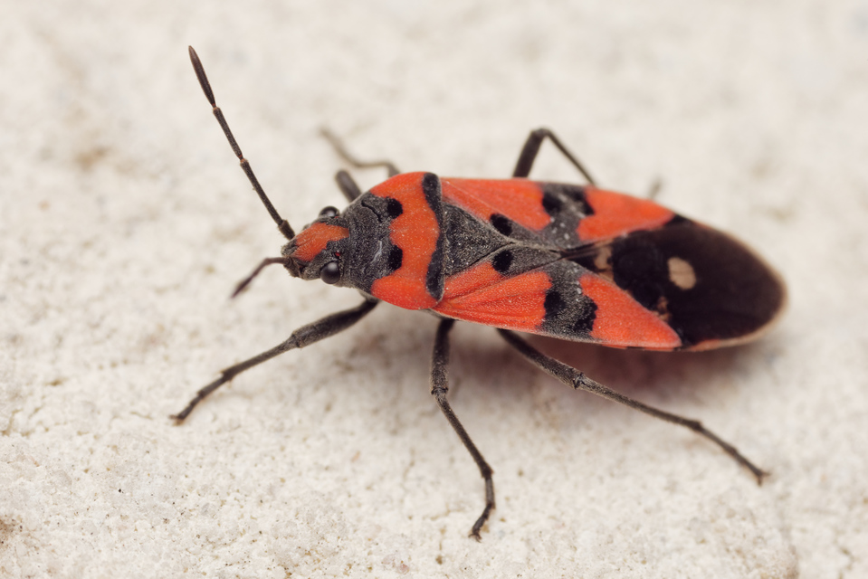 Lygaeus equestris/simulans