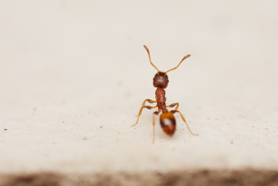Temnothorax affinis - erdei kéreghangya