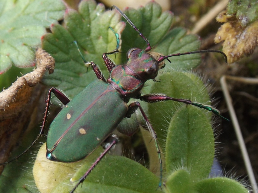 Cicindela campestris - mezei homokfutrinka