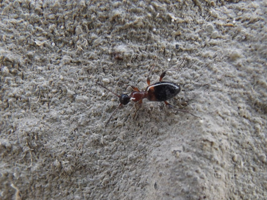 Anthelephila pedestris - hangyaszerű fürgebogár