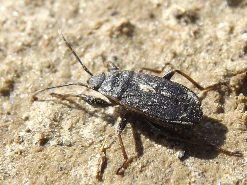 Pyrrhocoris marginatus - szegélyes bodobács