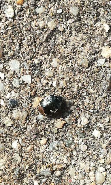 Tritomegas bicolor - foltos földipoloska