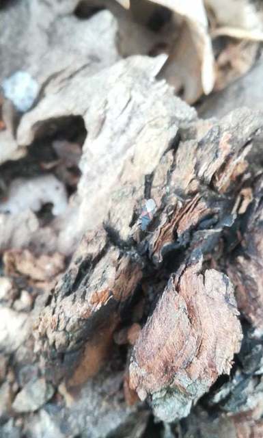 Oxycarenus lavaterae - hársbodobács