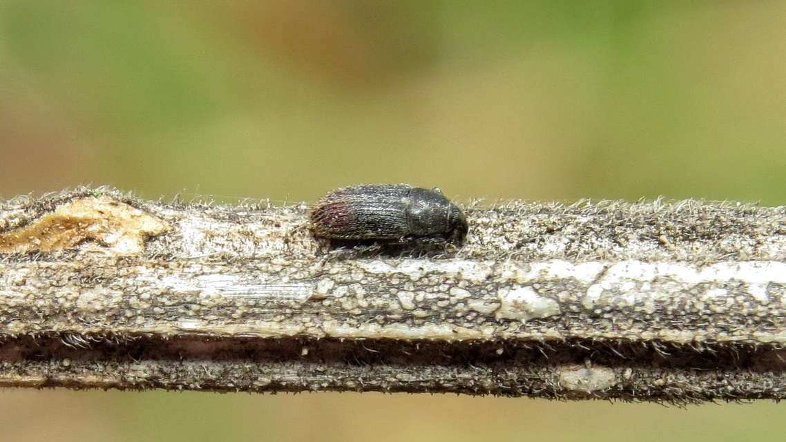 Mecinus pyraster - szélesnyakú útifűormányos
