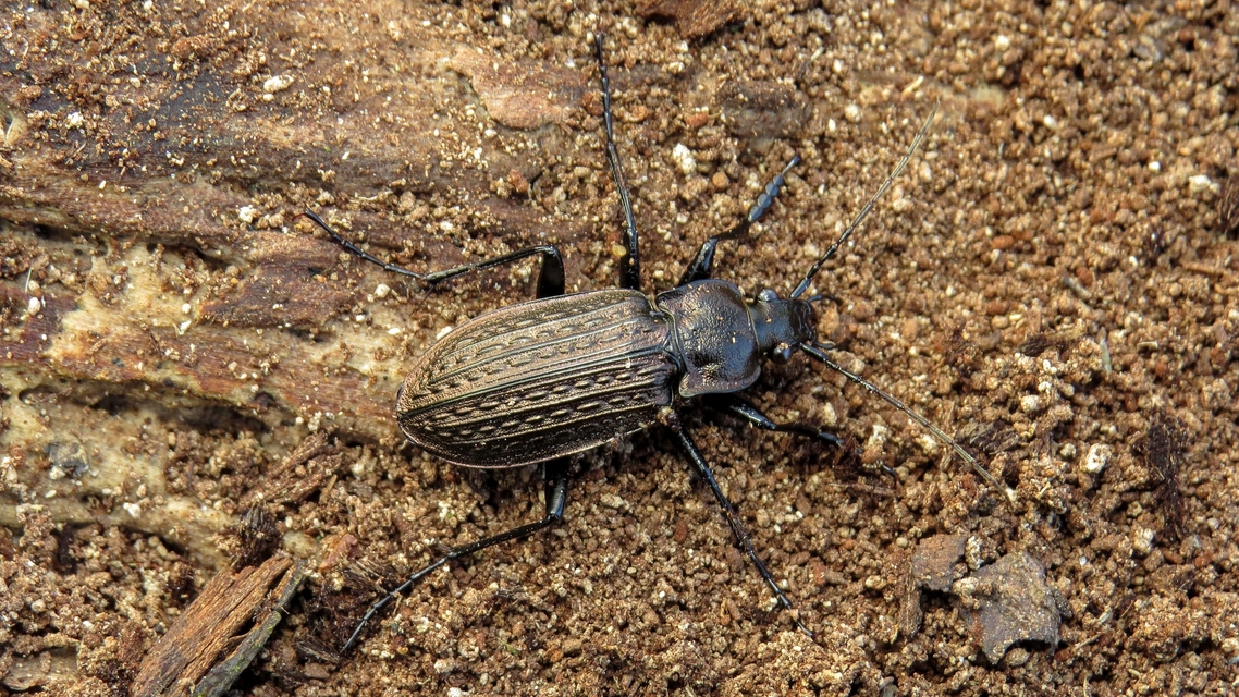 Carabus granulatus - mezei futrinka