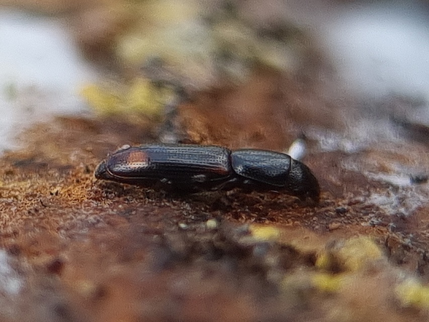Rhizophagus bipustulatus - kétpettyes törekbogár