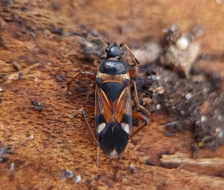 Raglius alboacuminatus - tarka díszesbodobács