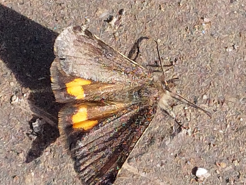 Boudinotiana notha - vörhenyes nappaliaraszoló