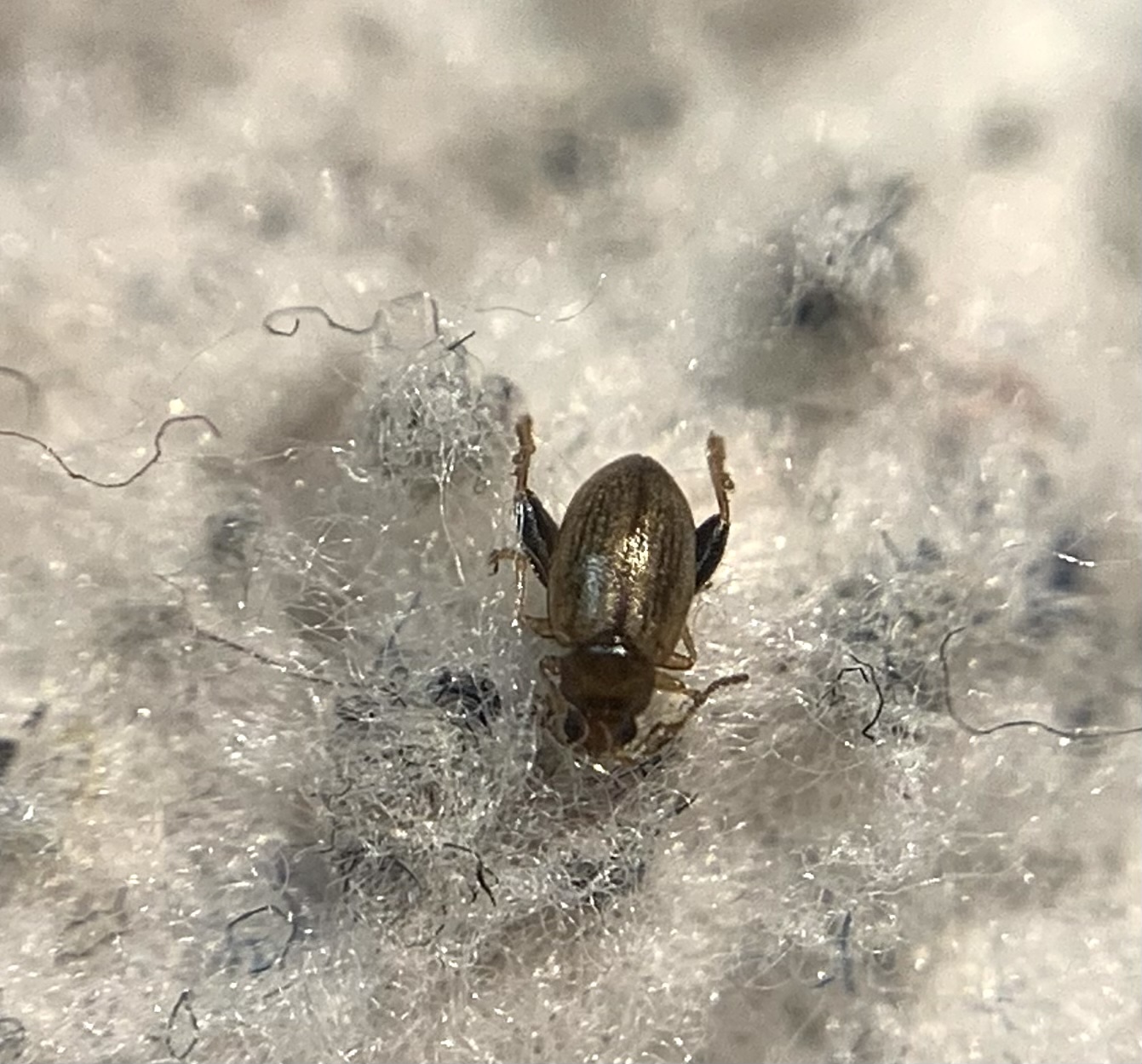 Longitarsus strigicollis