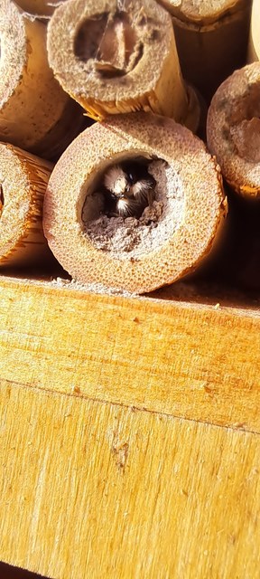 Hymenoptera - Hártyásszárnyúak