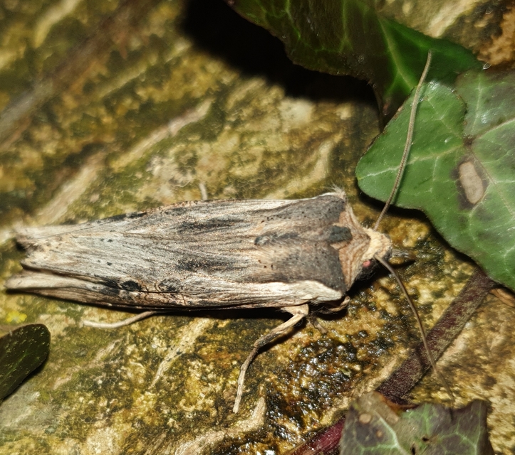 Xylena exsoleta - szürke fabagoly