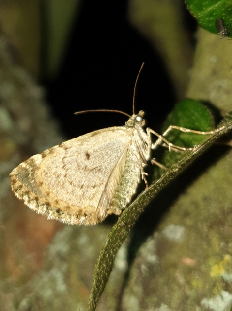 Chloroclysta siterata - salátazöld araszoló