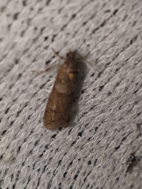 Tortricodes alternella - tavaszi sodrómoly