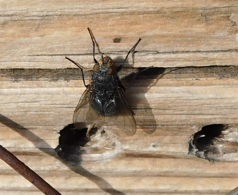 Calliphora