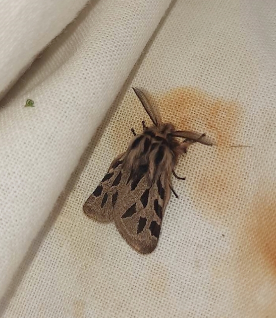 Ocnogyna parasita - csonkaszárnyú medvelepke