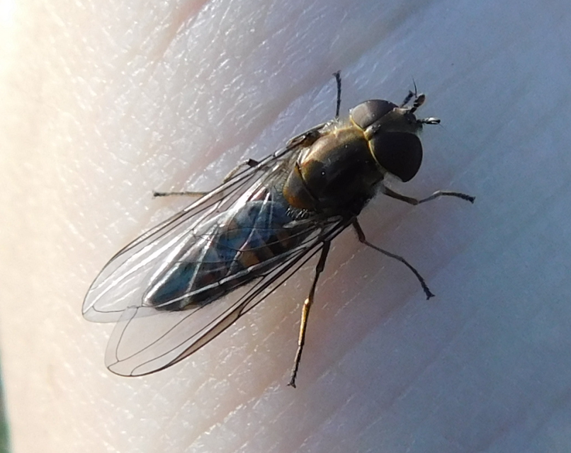 Episyrphus balteatus - ékfoltos zengőlégy
