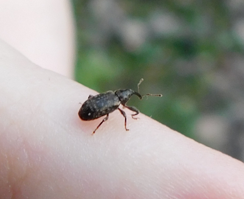 Dorytomus dejeani - közönséges hangormányos