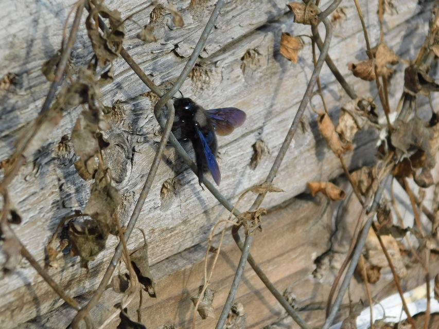 Xylocopa violacea - kék fadongó