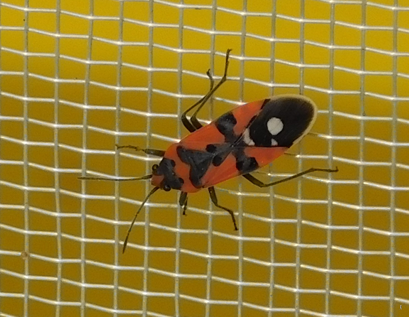 Lygaeus equestris/simulans