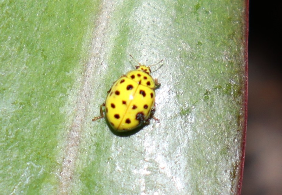 Psyllobora vigintiduopunctata - huszonkétpettyes katica