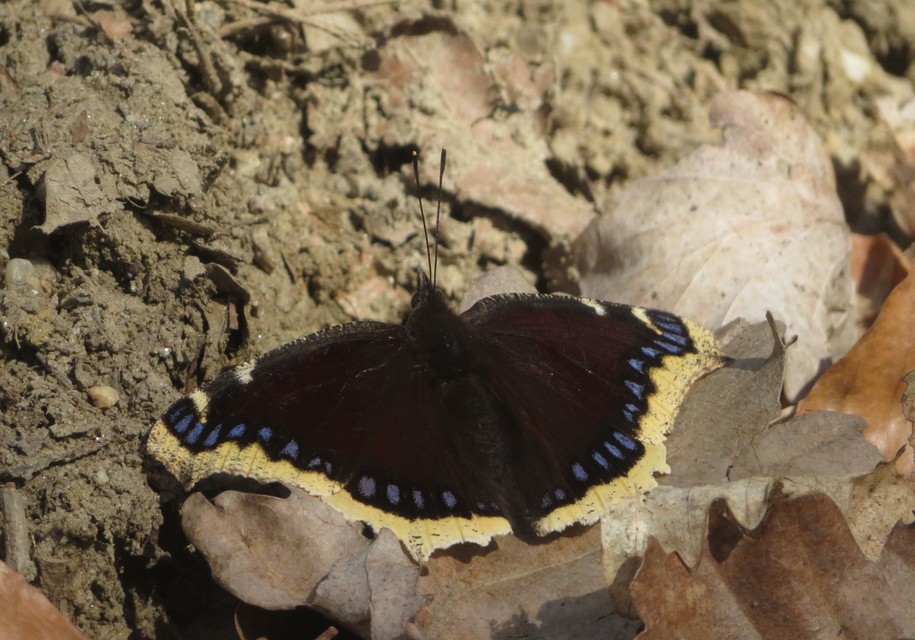 Nymphalis antiopa - gyászlepke
