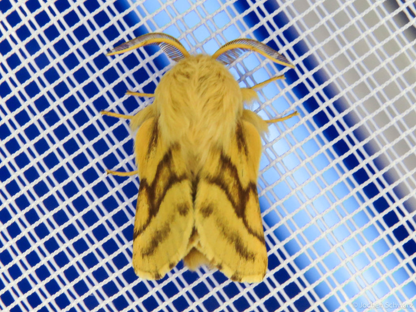 Malacosoma castrensis - kutyatejszövő