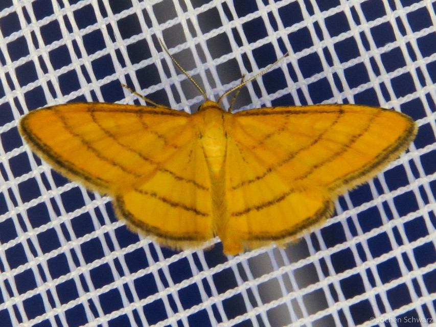 Idaea aureolaria - aranyos sávosaraszoló