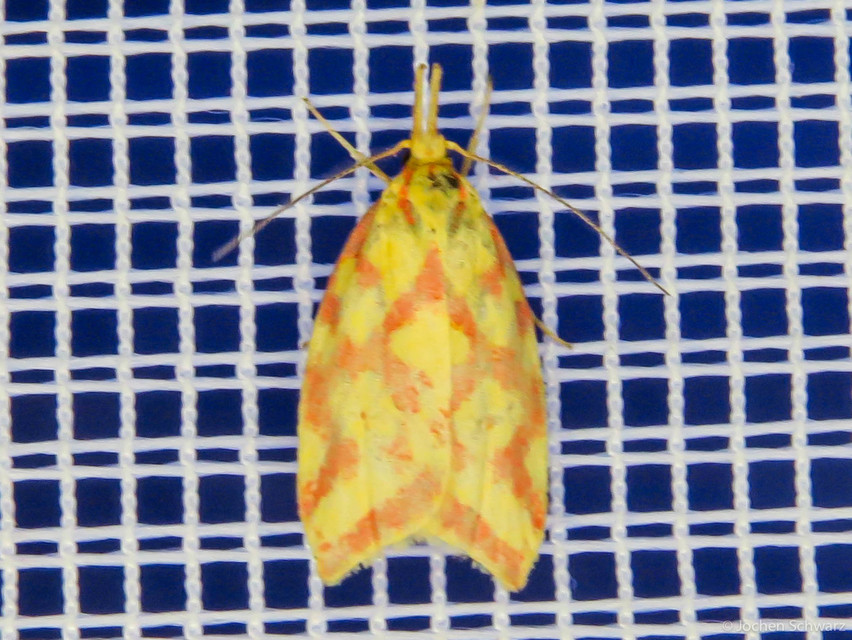 Hypercallia citrinalis - pirossávos díszmoly Hypercallia citrinalis - pirossávos díszmoly