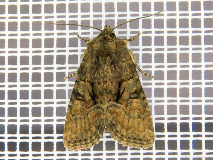 Oligia latruncula - fekete dudvabagoly