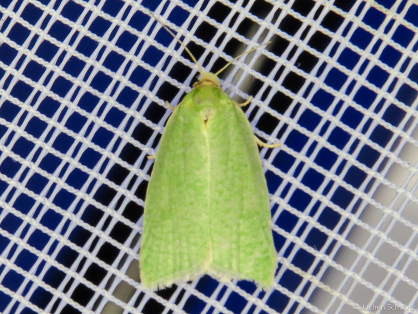 Tortrix viridana - tölgyilonca