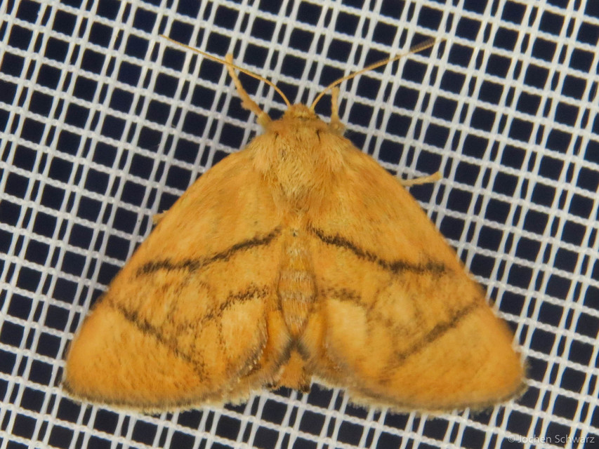 Apoda limacodes - kagylólepke
