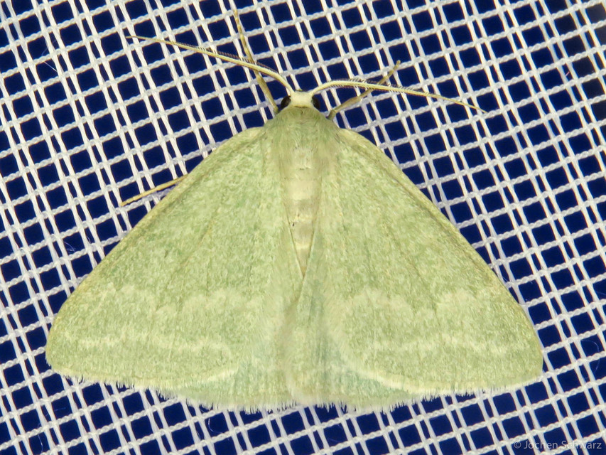 Pseudoterpna pruinata - hamvas zöldaraszoló