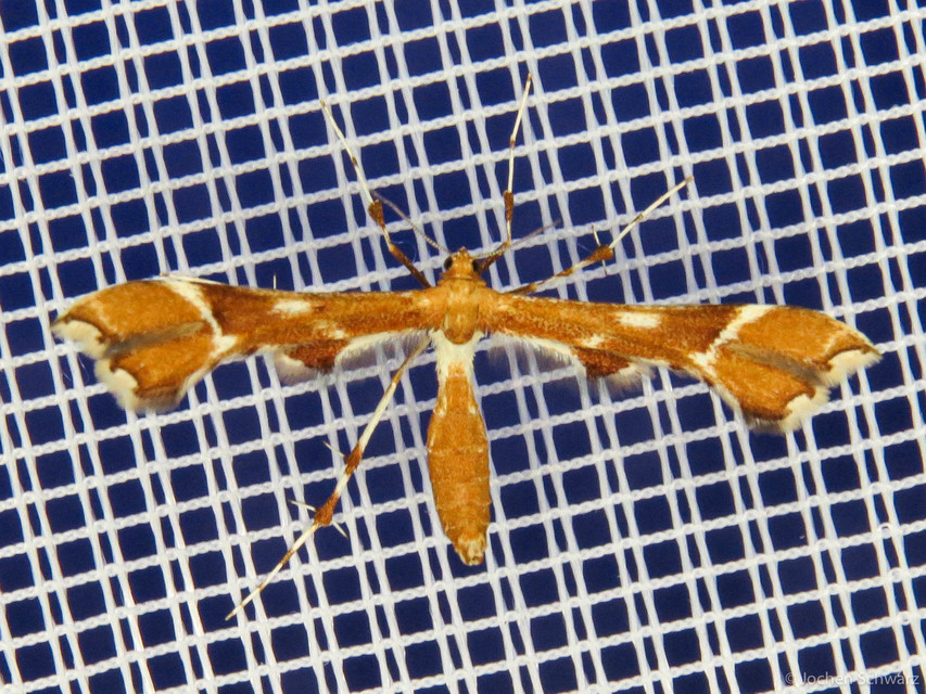 Cnaemidophorus rhododactyla - rózsabogyó-tollasmoly