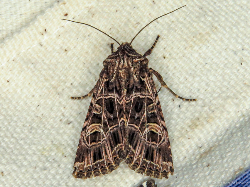 Heliophobus reticulata - fehéreres kertibagoly