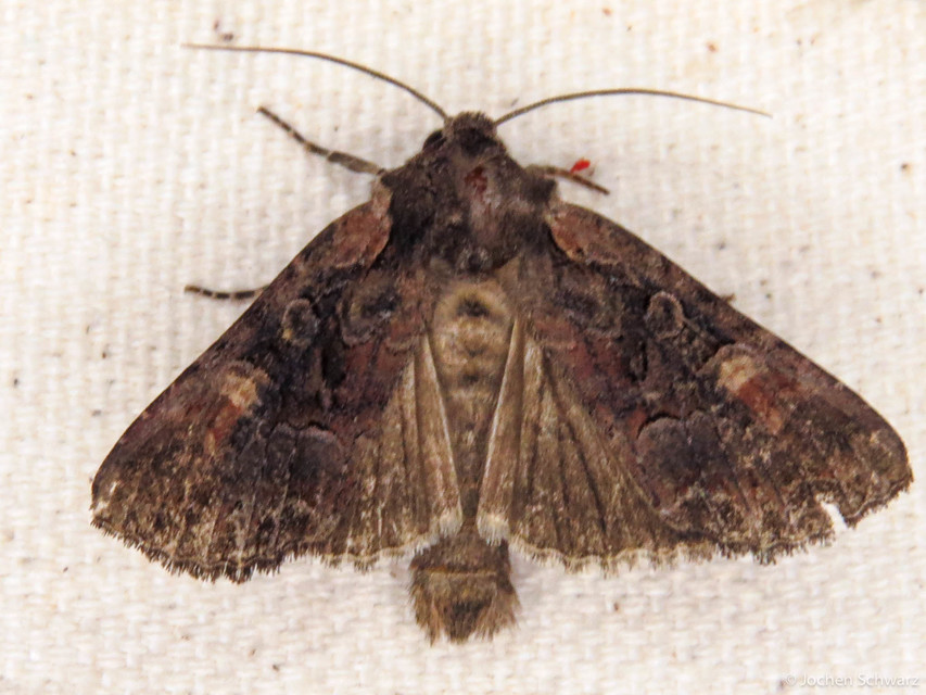 Lacanobia amurensis - homoki kertibagoly