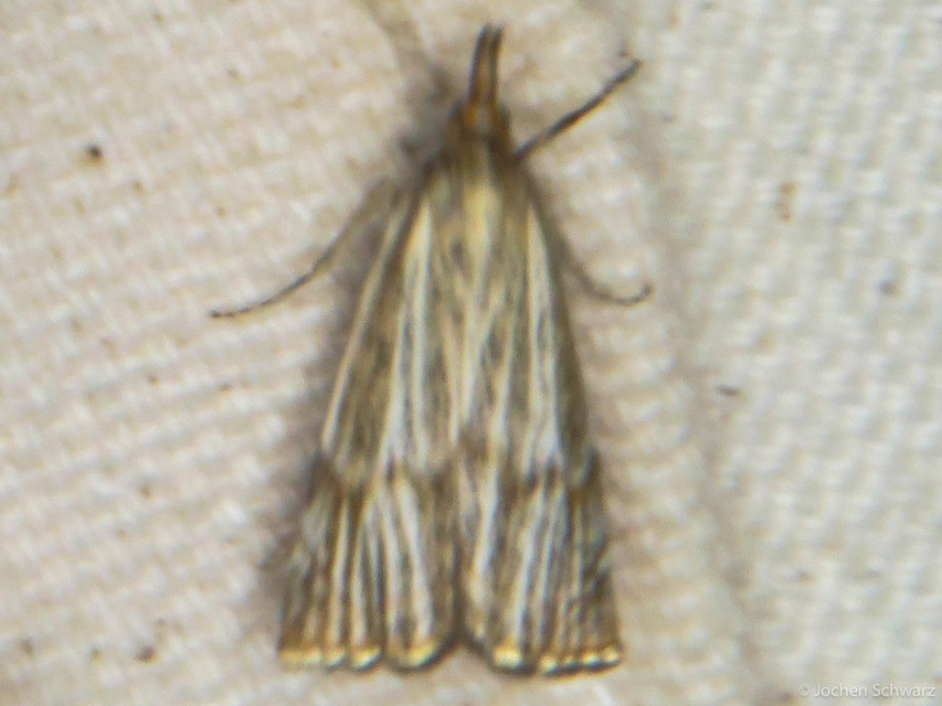 Thisanotia chrysonuchella - tavaszi fűgyökérmoly