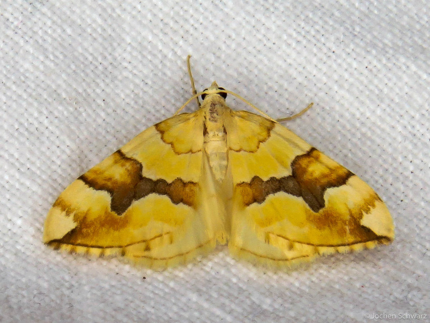 Cidaria fulvata - rózsaaraszoló