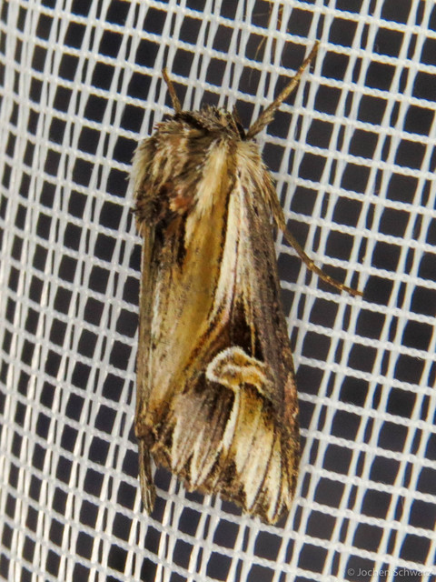Actinotia polyodon - nagy sugarasbagoly