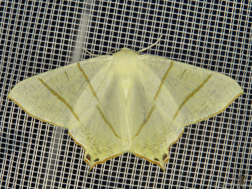 Ourapteryx sambucaria - fecskefarkú araszoló