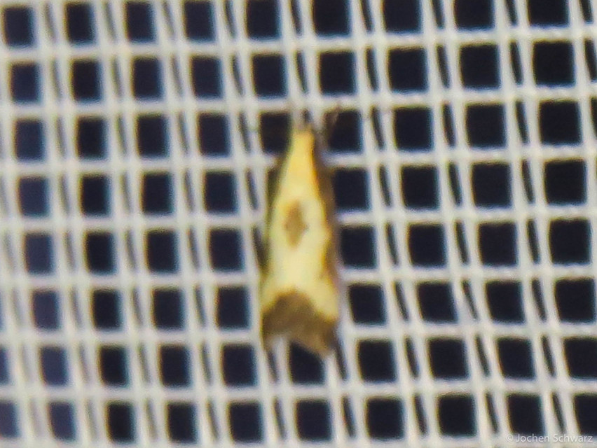 Brachmia dimidiella - citromkocsord-lápimoly
