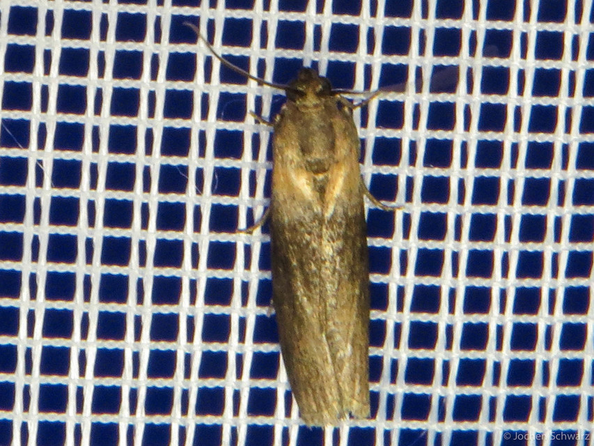 Sciota fumella - hideglápi karcsúmoly