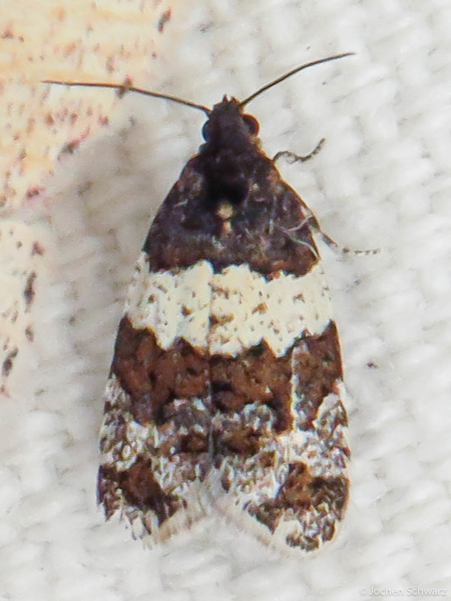Isotrias hybridana - cifra sodrómoly