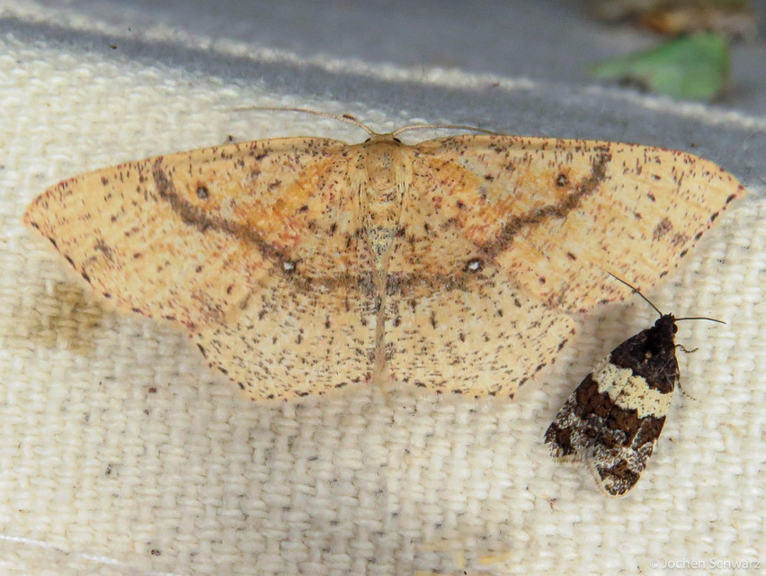 Cyclophora porata - körös pettyesaraszoló