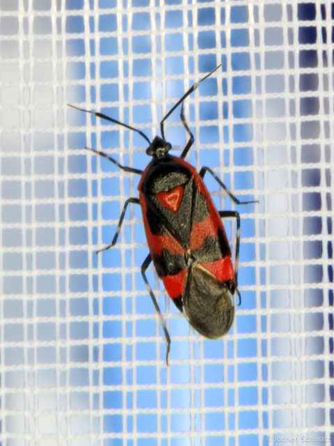 Deraeocoris trifasciatus - nagy mezeipoloska