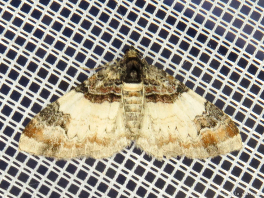 Catarhoe cuculata - csuklyás tarkaaraszoló