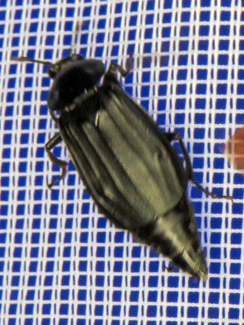 Necrodes littoralis - nagy dögbogár