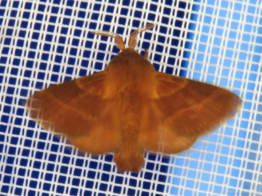 Malacosoma neustria - gyűrűsszövő