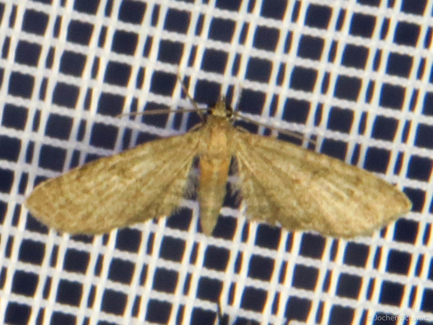 Eupithecia haworthiata - rozsdástestű törpearaszoló
