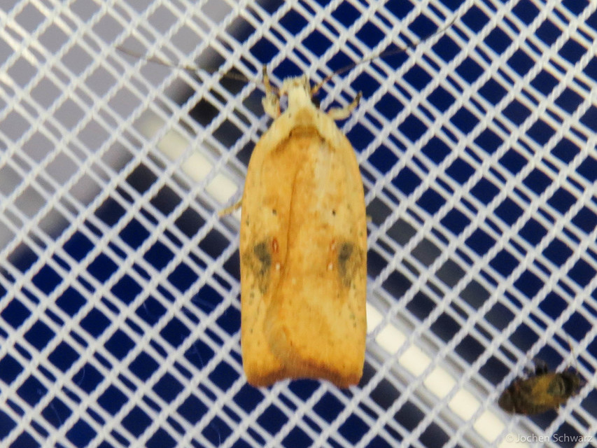 Agonopterix nervosa - okkerszínű laposmoly