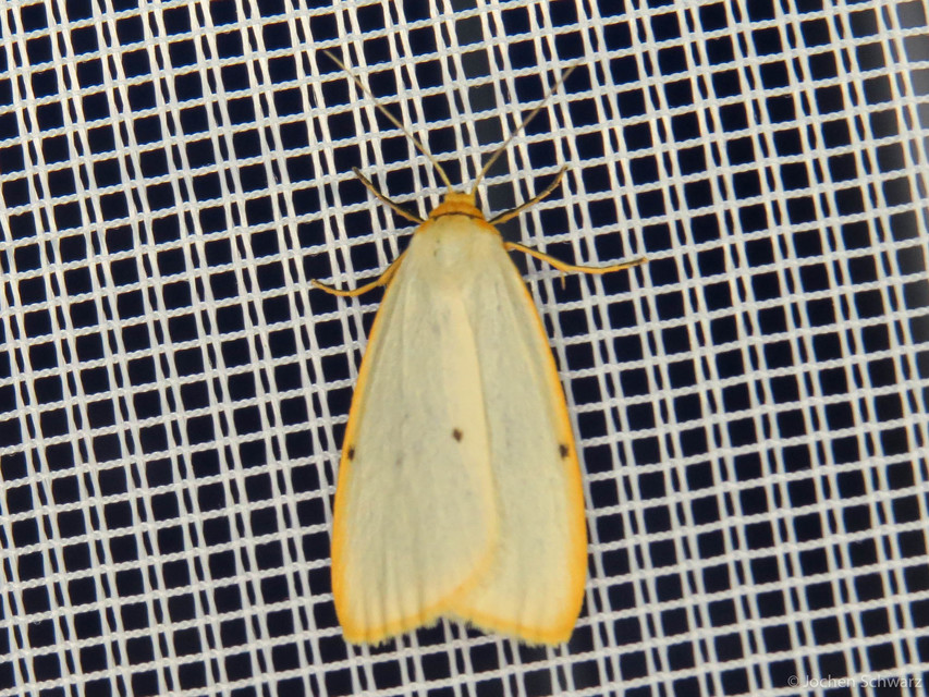 Cybosia mesomella - csontszínű molyszövő